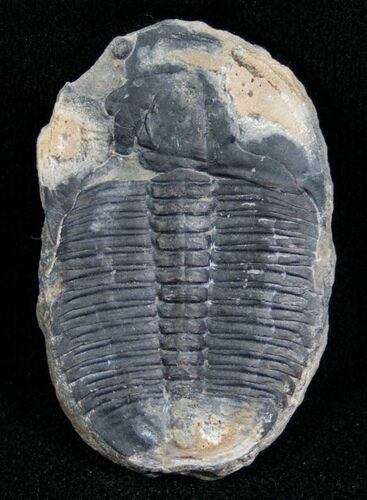 Elrathia Trilobite - Utah #6691